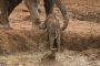 بالفيديو.. لقطات رائعة لفيلة تساعد صغيرها في عبور ضفة النهر