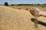 وزارة الفلاحة تحدد السعر المرجعي للقمح وتعلن عن منح جزافية للفلاحين