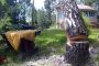 بالفيديو.. شاهد كيف تم قطع شجرة عملاقة بين المنازل بإحترافية !