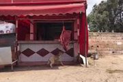 بالفيديو.. خطير،كلب ينهش لحما معروضا للبيع عند جزار