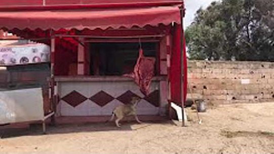 بالفيديو.. خطير،كلب ينهش لحما معروضا للبيع عند جزار