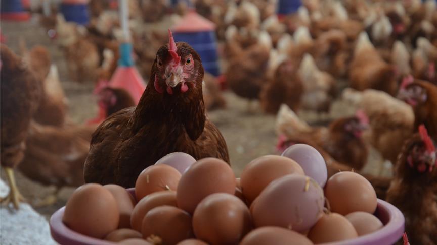هل سيستمر استقرار أسعار الدجاج والبيض خلال شهر رمضان؟