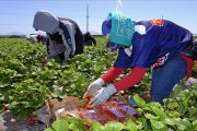 أزيد من 15.000 عاملة مغربية تلتحق بإسبانيا لجني الفراولة