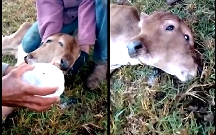 فيديو غريب لعملية ولادة عجل برأسين ولحظة شرب رأسيه الحليب