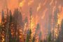 المياه والغابات: السلطات تسيطر على الحرائق بإقليم شفشاون