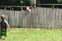 بالفيديو .. طفل يلهو مع كلب الجيران ييحقق ملايين المشاهدات !