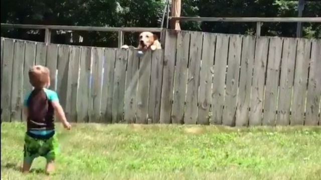 بالفيديو .. طفل يلهو مع كلب الجيران ييحقق ملايين المشاهدات !