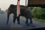 بالفيديو.. فيل جائع يوقف حافلة بقوة للحصول على الموز