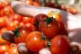 المغرب رابع منتج للطماطم في العالم خلال الموسم الفلاحي لسنة 2017