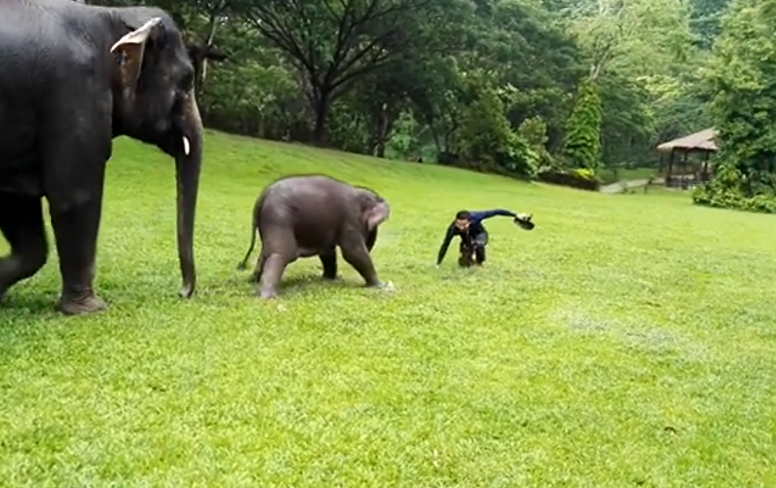 فيديو طريف.. فيل صغير يقلد البشر في التزحلق على العشب الرطب