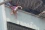 بالفيديو.. عملية إنقاذ خطيرة لطفلة علق رأسها بسياج