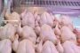 استيراد الدجاج الأمريكي يثير الجدل ويربك المهنيين
