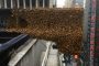بالفيديو.. سرب من النحل يجتاح وسط نيويورك ويستدعي تدخل الشرطة