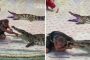 بالفيديو.. تمساح يهاجم مدربه بطريقة وحشية