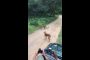بالفيديو.. في مشهد غريب.. كلب شجاع يواجه نمرا !