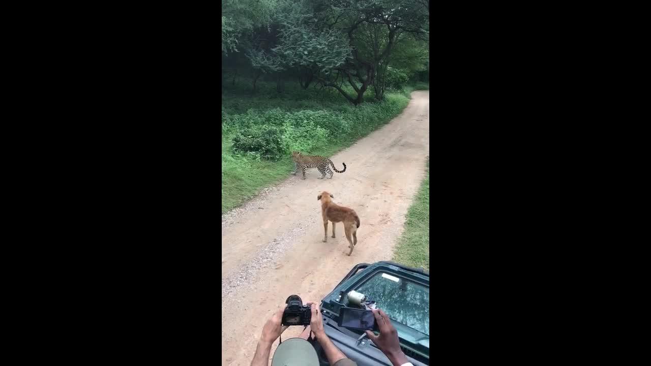 بالفيديو.. في مشهد غريب.. كلب شجاع يواجه نمرا !