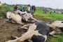 منظمة الصحة العالمية:  الأبقار وراء انتشار أكثر الأوبئة فتكا!