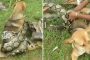 فيديو مروع.. أطفال يهاجمون ثعبانا ضخما حاول أكل كلبهم