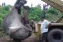 مذبحة جماعية لفيلة في الهند بطريقة بشعة