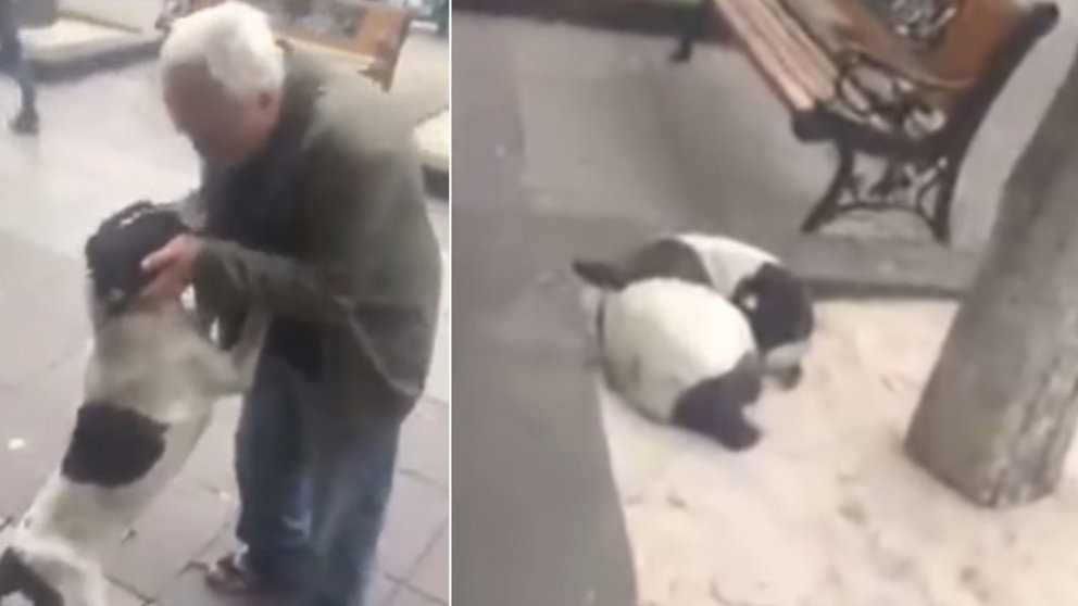 فيديو مؤثر.. كلب يلتقي صاحبه بعد غياب 3 سنوات