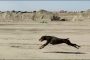 بالفيديو.. كلب يجري بسرعة 50 كيلومتر في الساعة