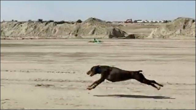 بالفيديو.. كلب يجري بسرعة 50 كيلومتر في الساعة