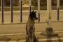 بالفيديو... كلب مخلص ينتظر صاحبته ثلاثة أشهر في مكان وفاتها