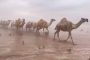بالفيديو.. قافلة جمال تعبر صحراء تغرقها الفيضانات