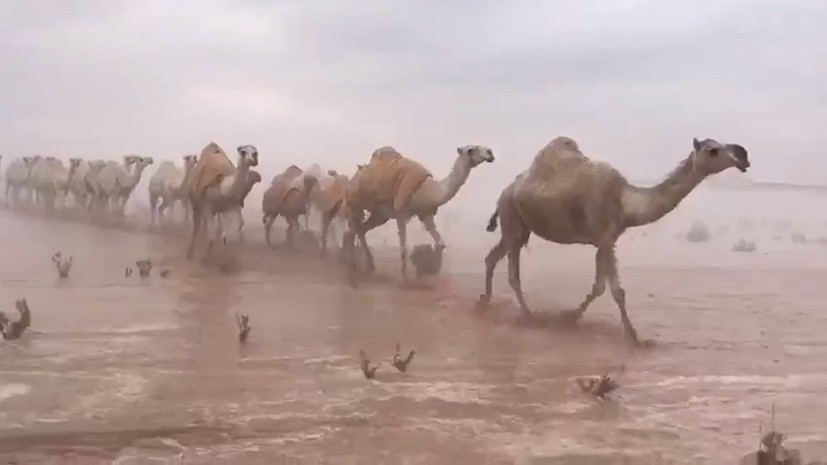 بالفيديو.. قافلة جمال تعبر صحراء تغرقها الفيضانات