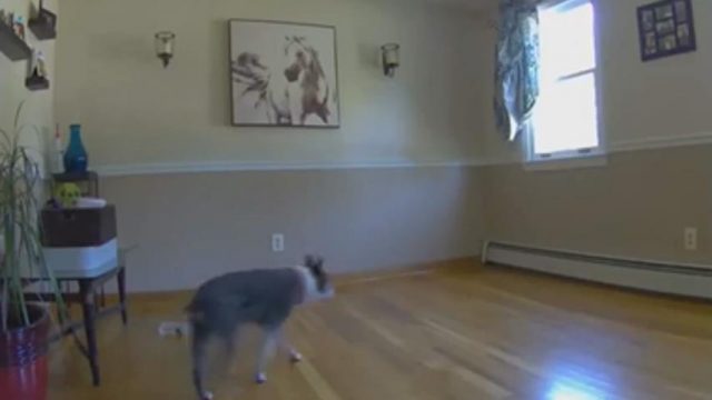 بالفيديو.. هذا ما وقع لكلب أعمى نقلت أريكته من مكانها