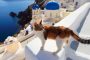 احصل على راتبك مقابل اللعب مع القطط في اليونان !