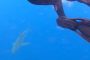 بالفيديو.. مجموعة من الدلافين تهاجم قرشا وتمنعه من افتراس غواصين