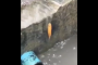 بالفيديو... سمكة تتحدى الجاذبية بطريقة غريبة