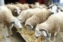 أمراض خطيرة تهدد الماشية بالجزائر وترعب السلطات