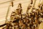 إثر هجوم النحل.. وفاة طفل وإصابة آخرين بروض للأطفال