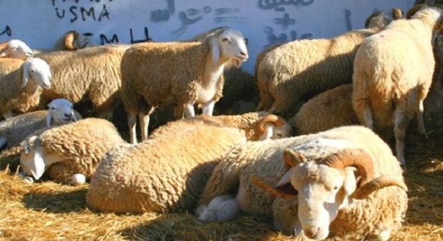 الجزائر.. انتشار الحمى القلاعية يغلق العديد من أسواق الماشية