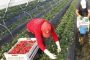 إسبانيا تطالب برفع عدد عاملات الفراولة المغربيات