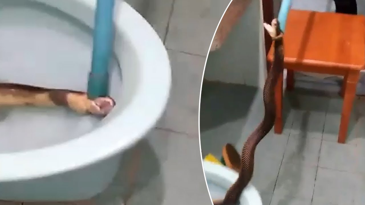 فيديو مرعب.. لحظة إخراج ثعبان كوبرا من مرحاض