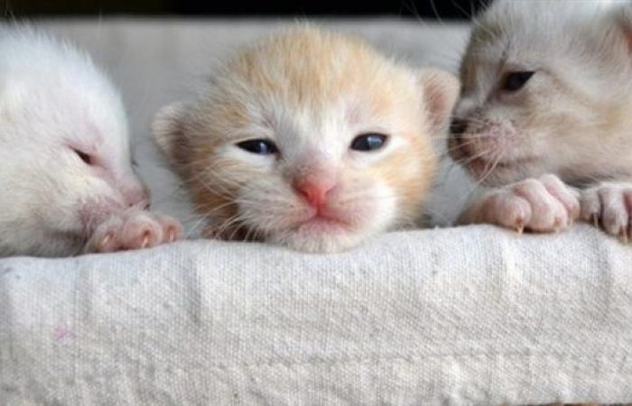 ولادة أول قطة مستنسخة مارس المقبل
