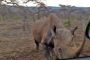 بالفيديو.. وحيد القرن يهاجم سيارة في جنوب أفريقيا