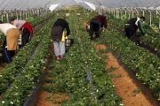 رسميا.. إسبانيا توافق على التعاقد مع 19.179 عاملة فراولة مغربية
