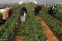 رسميا.. إسبانيا توافق على التعاقد مع 19.179 عاملة فراولة مغربية