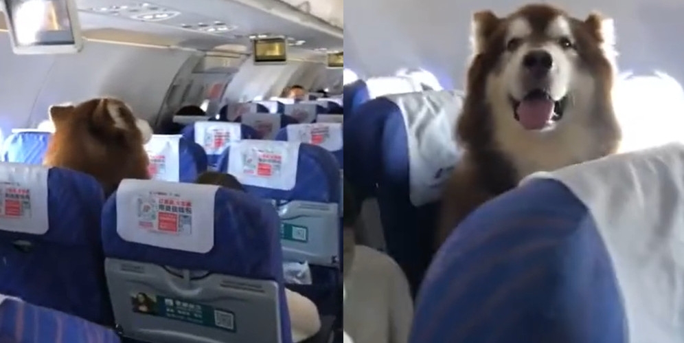 بالفيديو.. كلب عملاق يجلس داخل طائرة يثير دهشة المسافرين
