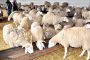الحمى القلاعية و''الوباء الجديد'' يفتكان بماشية الجزائر
