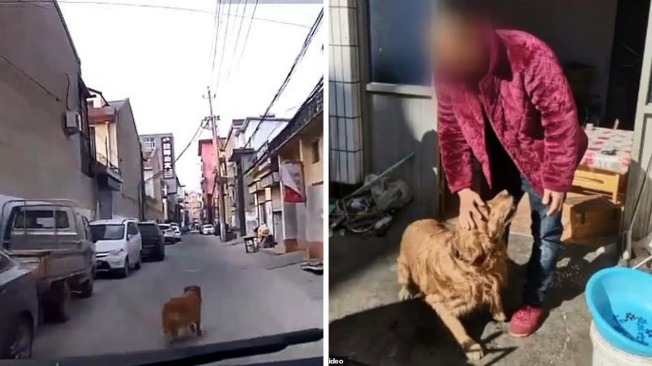 بالفيديو... كلب وفي ينقذ صديقه من الموت بطريقة ذكية