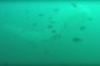 بالفيديو.. غواص يصور مخلوق بحري غريب !