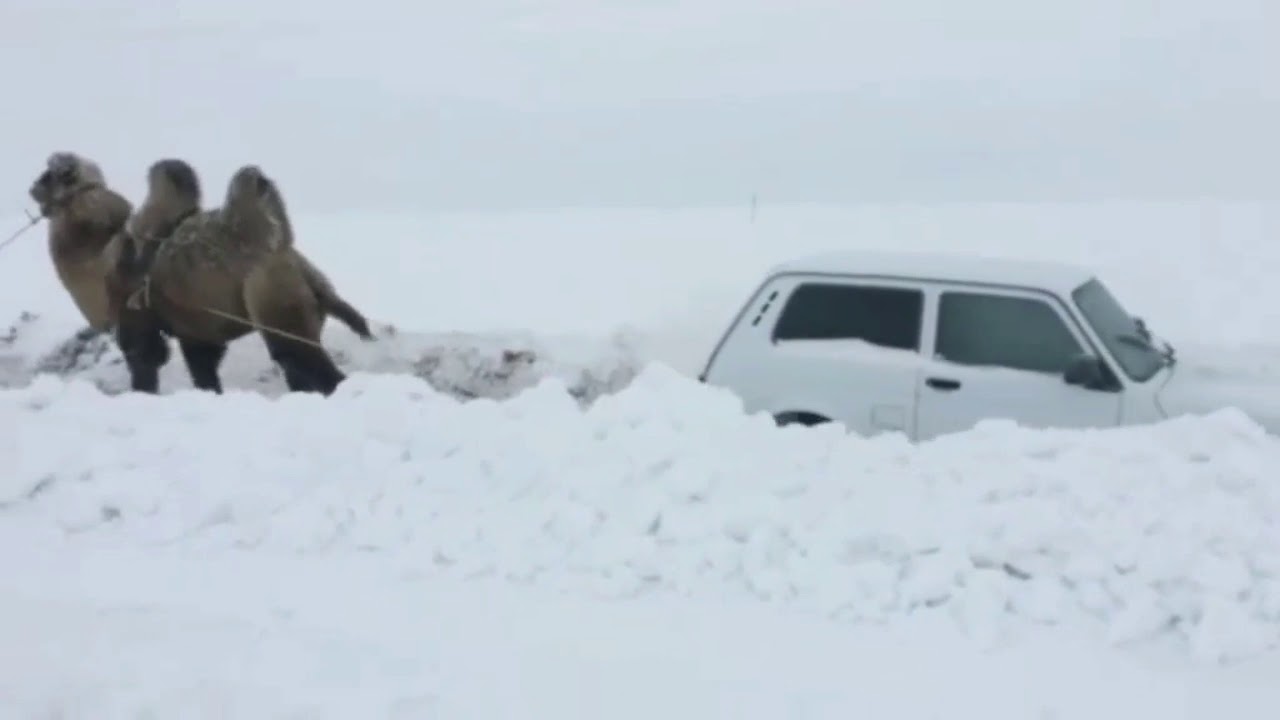 بالفيديو... جمل يسحب سيارة احتجزتها الثلوج