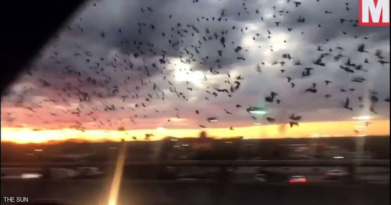 بالفيديو.. غزو الطيور يثير الذعر في مدينة أمريكية