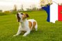 فرنسا: غرامة على الكلاب التي تنبح كثيرا
