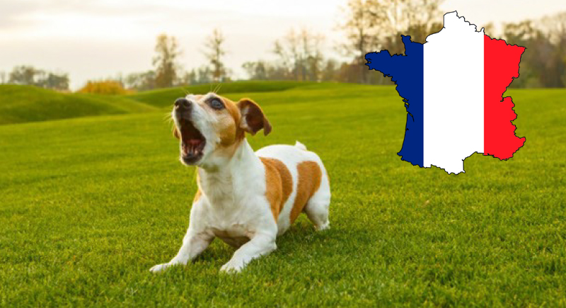 فرنسا: غرامة على الكلاب التي تنبح كثيرا